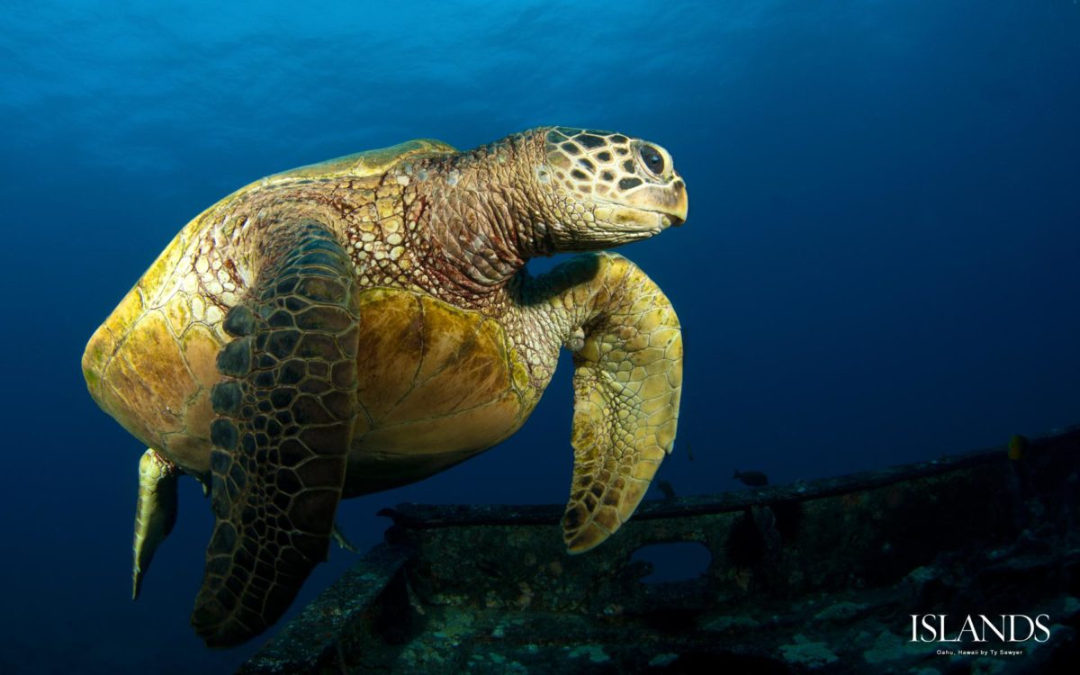 About Barbados Sea Turtles - Dive Hightide