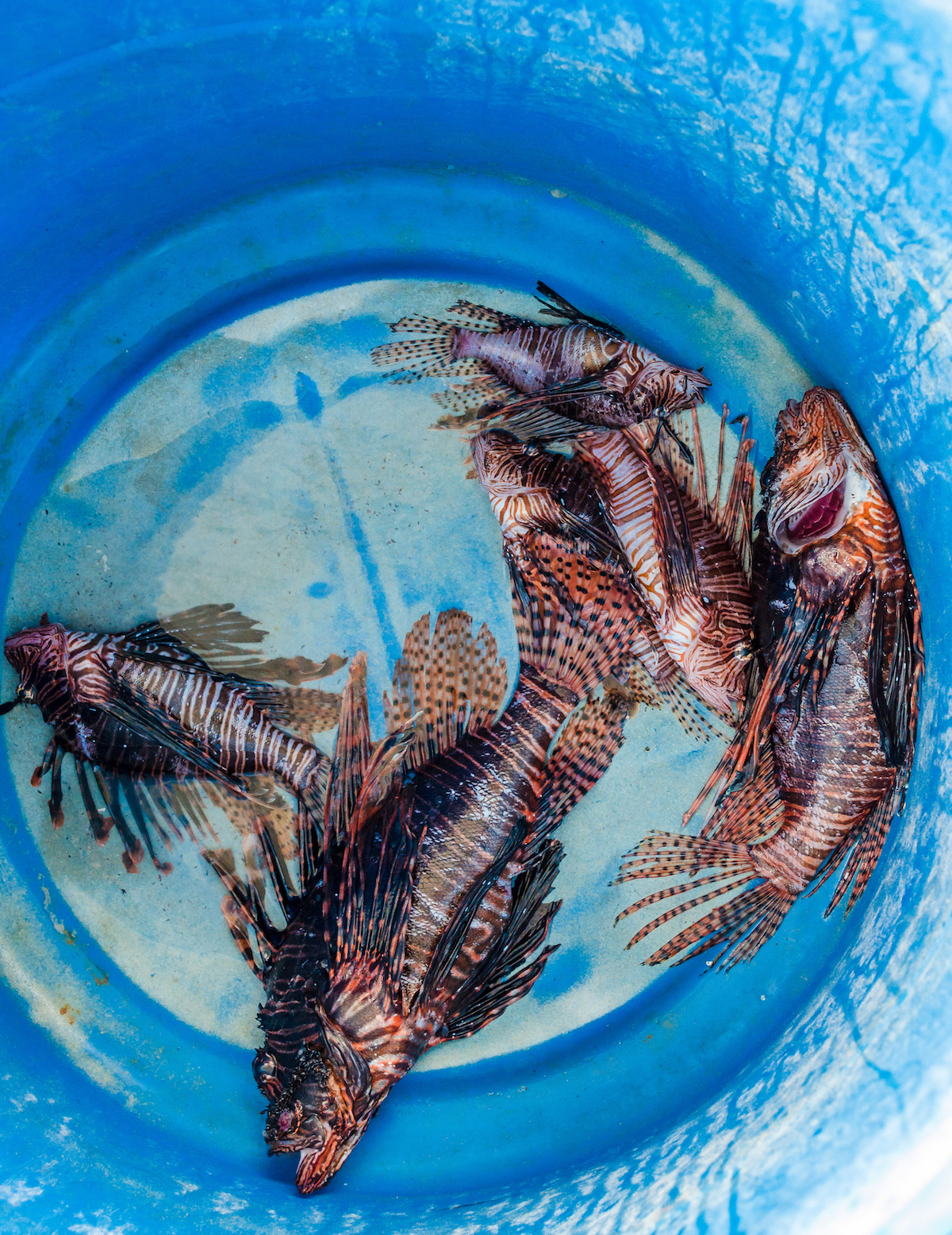 About Barbados Lion Fish - Dive Hightide